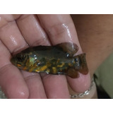 Peixe Oscar Red Tiger 4-5cm (ecs Fish)