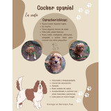 Cocker Spaniel 