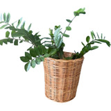 Cesta De Vime Para Vaso De Plantas Cesta De Plantas Cachepot