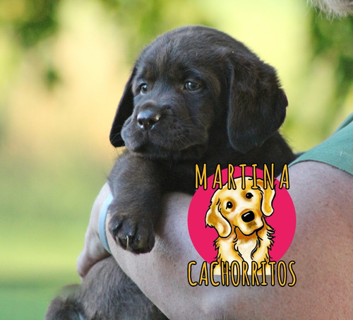 Labrador Cachorros Puros Padres Traidos De U.s.a