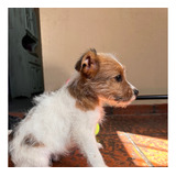 Cachorro Jack Russell Terrier