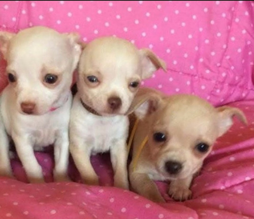 Chihuahuas Soñados 