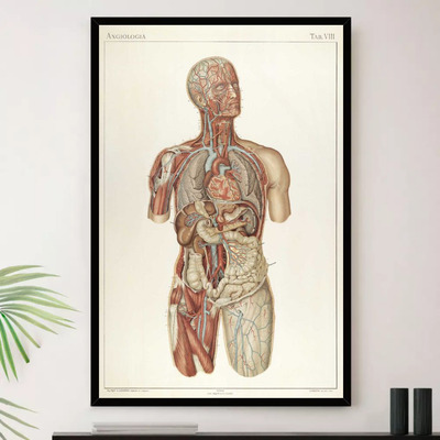 Quadro Corpo Humano Anatomia Biologia Decorativo A4 23x33cm