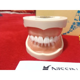 Tipodonto Nissin Adulto Con 32 Dientes