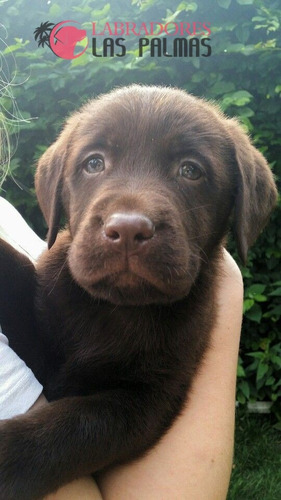 Cachorro Labrador Chocolate 6