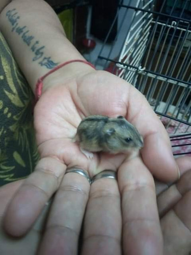 Hamster Rusos Bebes