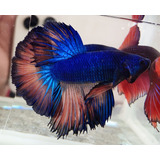 Betta, Betta Azul, Betta Hm Mustard, Pez Betta, Trz Bettas