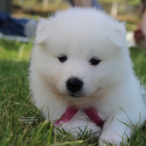 Hermosos Samoyedo Macho Y Hembra 