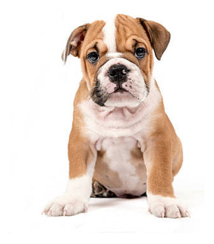 Cachorro Bulldog Ingles 10