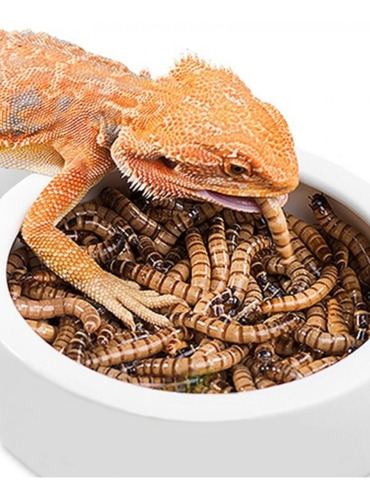 Zophobas Doble Pechuga X 50 Alimento Vivo Pogonas Geckos