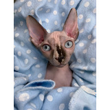 Sphynx Gato Pelado 