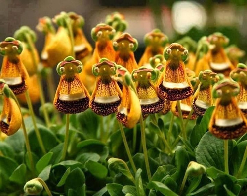 Semillas Orquídea Ufo Calceolaria Uniflora Envío Todo Chile