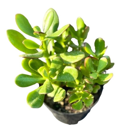 1 Planta Jade Árvore Do Dinheiro Fortuna Bonsai Crassula Sol