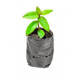 Pack 500 Maceta Bolsa Cultivo N° 10 Ideal Plantines, Vivero