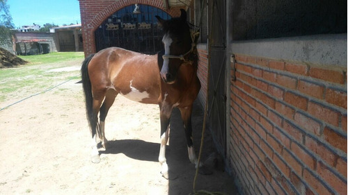 Caballo Potrillo Potrancas 