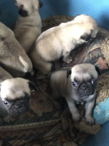 Cachorros De Pug | MercadoLibre
