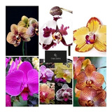 Kit Com 10 Mudas Orquídeas Phalaenopsis Promoção Frete Gráti