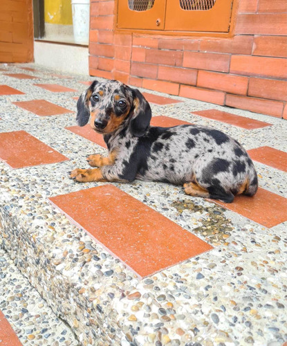 Cachorro Teckel Arlequin