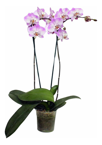 Orquídea Grande