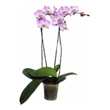 Orquídea Grande