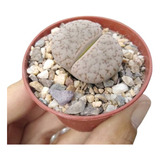 Lithops , 2 Cabezas , Maceta 3 Pulgadas , Piedra Viviente