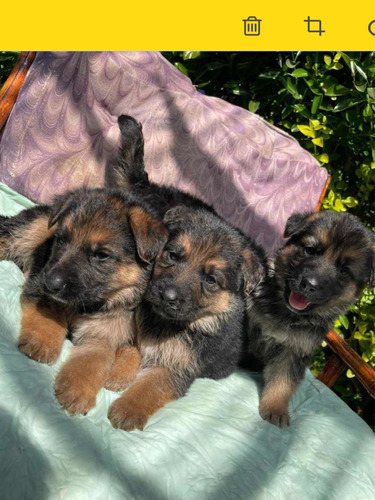 Cachorros Pastor Aleman Machos Y Hembras