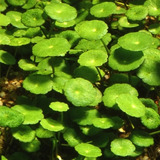 Hydrocotyle Verticillata Planta Acuática Adorno Acuario