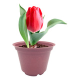 Set Siembre Semilla Bulbo De Tulipan Rojo Maceta Y Turba