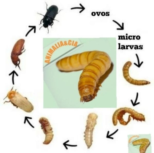 500 Larvas De Tenebrio Molitor  + Brinde( + Algumas Larvas) 
