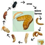 Milheiro De Tenebrio Molitor  Larvas Vivas + Brinde 