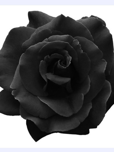  6 Rosas Negras Flores Naturalespintadas  Envios A Domicilio