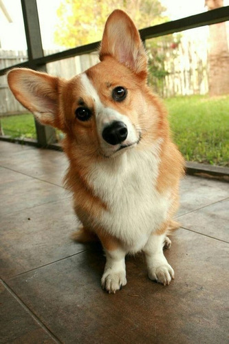 Perros Cachorros Corgi Galès De Pembroke Puppy Gales Dog