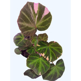 Plantas De Interior Begonia Variegada