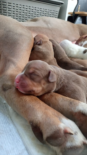 Cachorros American Bully Xl (pitmonster Brasileño)