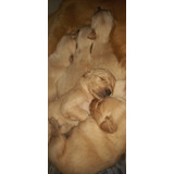  Cachorro Golden Retriver Dorados