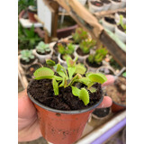 10 Venus Atrapamoscas(dionaea Muscípula)