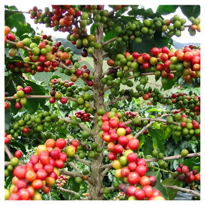 20 Semillas De Cafe Arabico | MercadoLibre