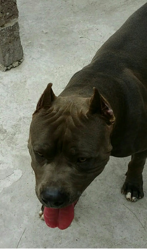 Rento Exelentes Sementales Pitbull Blue Con Pedigree.