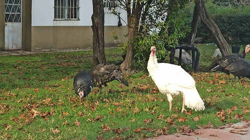 Pavos Criollos Juveniles Negro Africano.