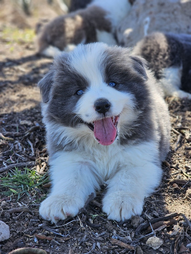 Border Collie Cachorros Con Pedigree