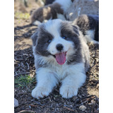 Border Collie Cachorros Con Pedigree