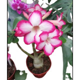 Rosa Del Desierto Adenium Ejemplares Grandes