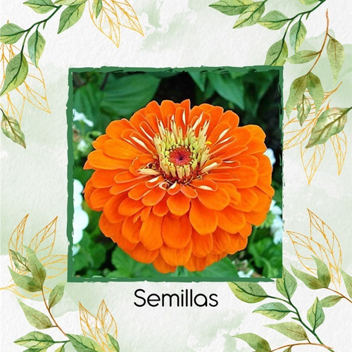 50 Semillas De Flor Zinnia Naranja + Obsequio Germinación
