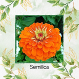 50 Semillas De Flor Zinnia Naranja + Obsequio Germinación