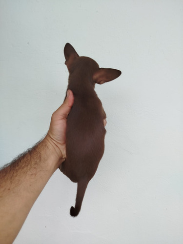 Cachorro Chihuahua Chocolate Medellín Animal Pets