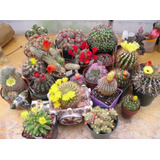 3 Kg De Sustrato Para Cactus  + 100 Semillas Surtidas