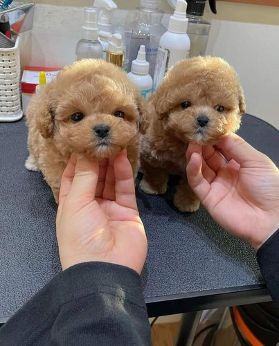 Cachorros Maltipoo Miniatura 