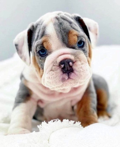 Cachorros Bulldog Ingles Bull Dog Ingles Perritos Cachorrito