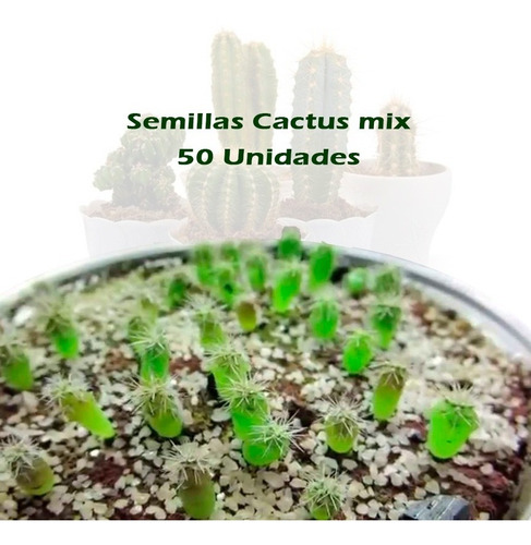 Semillas De Cactus Mix 50 Unidades Variadas