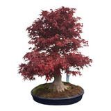 20 Semillas Arce Rojo Y Arce Purpura Bonsai + Obsequio